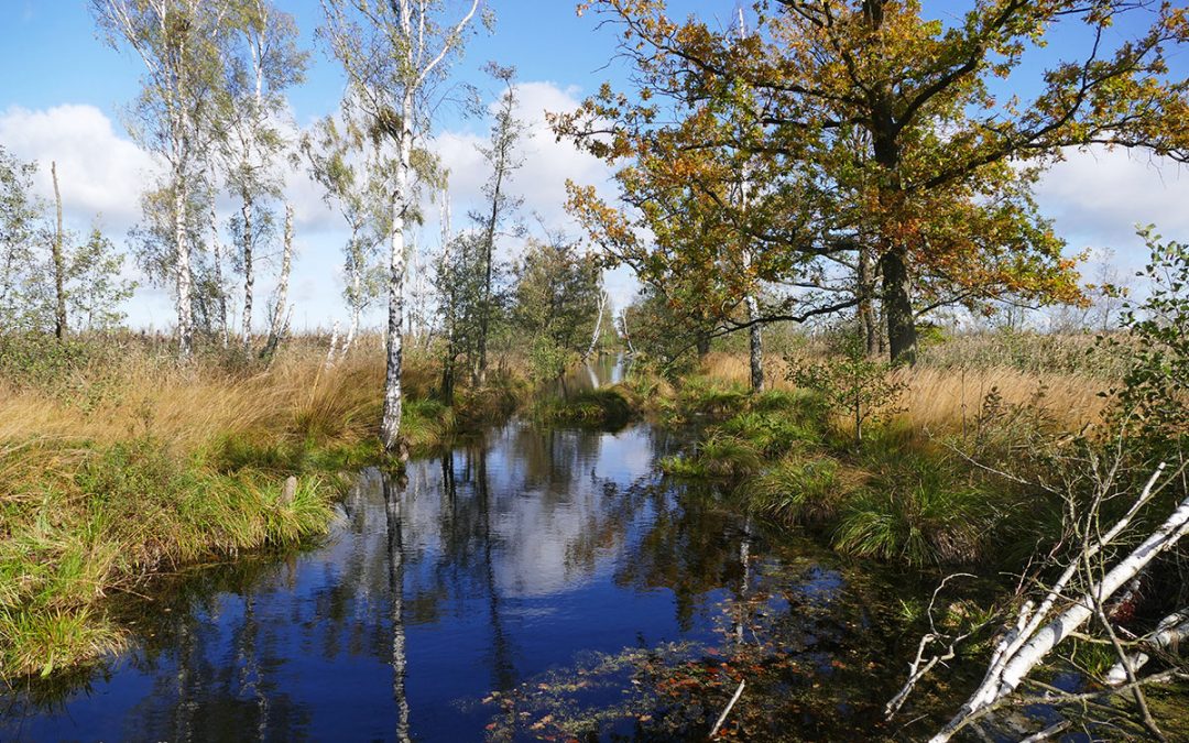 #1 — Natur­na­hes Pee­ne­tal: Wan­de­rung durch das Ankla­mer Stadtbruch