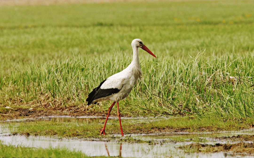 #7 — Das Auen­land der Lip­pe: Kein fik­ti­ver Ort, son­dern Natur pur am Ran­de von Lippstadt