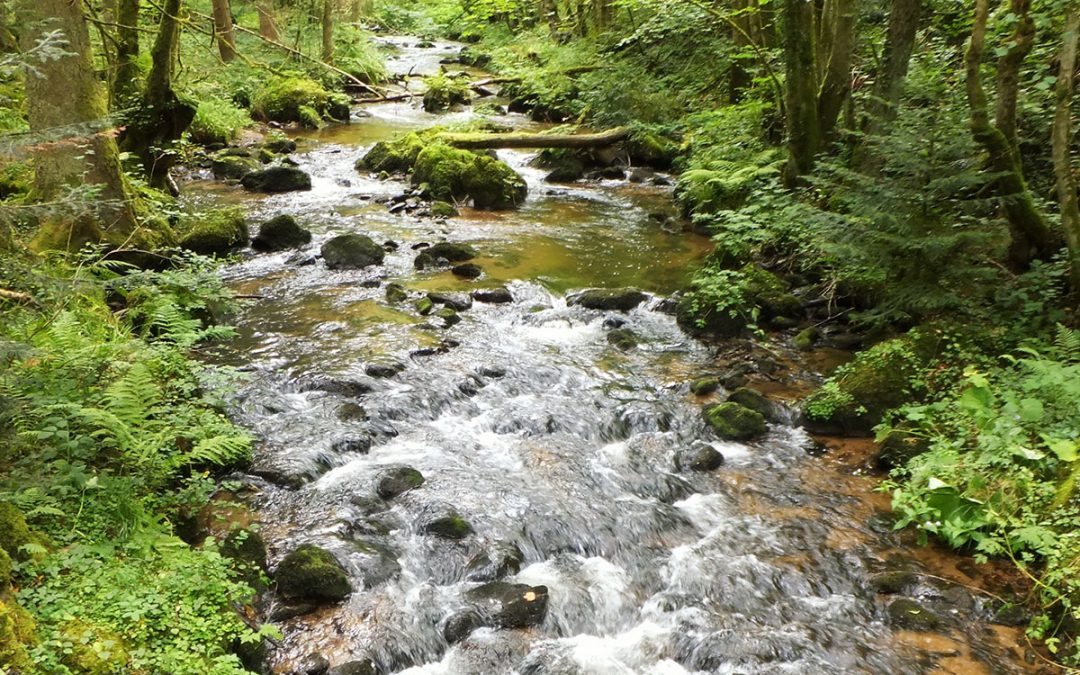 #15 — Der Murgtalpfad vom Hochschwarzwald zum Hochrhein