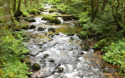 #15 — Der Murg­tal­pfad vom Hoch­schwarz­wald zum Hochrhein